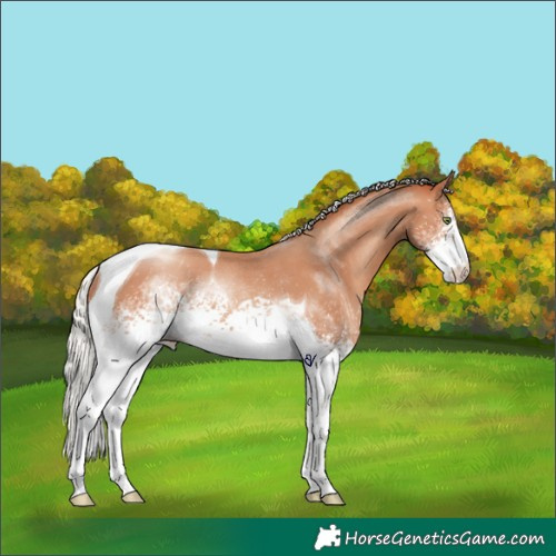 Horse Color:White Spotted Silver Amber Champagne Tobiano Rabicano 