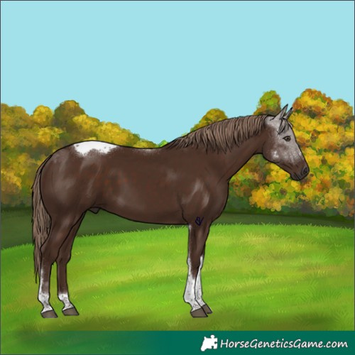 Horse Color:Liver Chestnut Tobiano