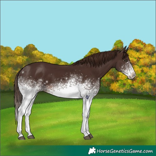 Horse Color:White Spotted Liver Chestnut