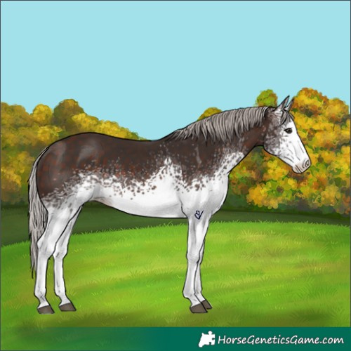 Horse Color:White Spotted Silver Brown Tobiano 