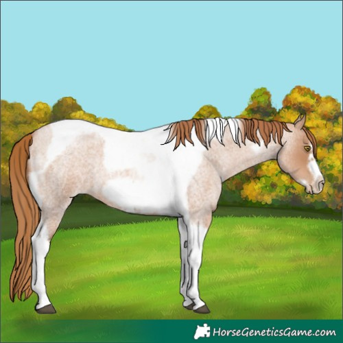 Horse Color:Red Roan Pearl Tobiano Frame 