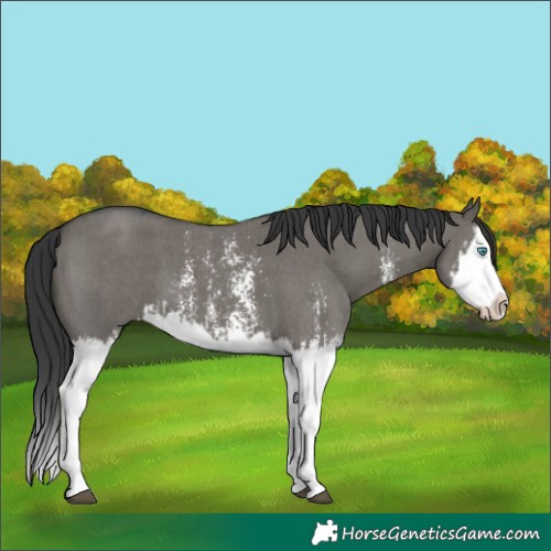 Horse Color:Grullo Sabino Splash  and Grullo Sabino Splash 