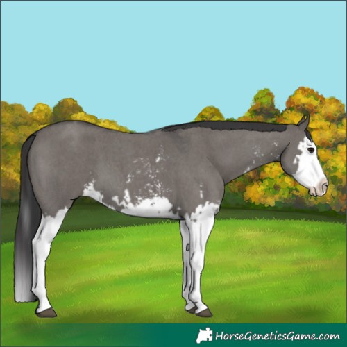 Horse Color:Grullo Sabino Splash  and Smoky Grullo Sabino Splash 