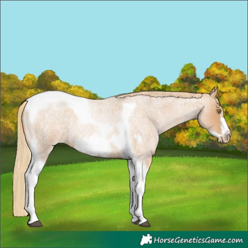 Horse Color:Red Roan Pearl Tobiano Frame 