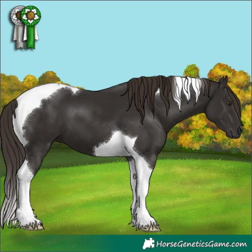 Horse Color:Liver Chestnut Tobiano