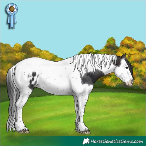 Horse Color:Brown Splash Tobiano Appaloosa 