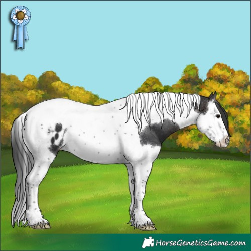 Horse Color:Brown Splash Tobiano Blanket