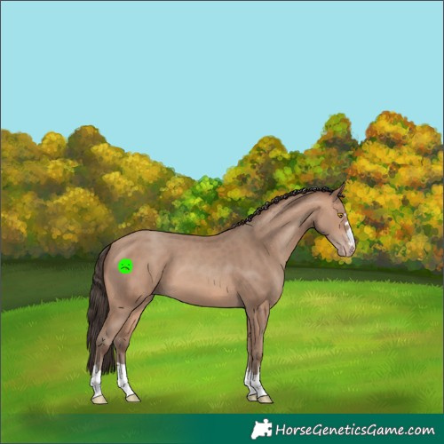 Horse Color:Sable Champagne