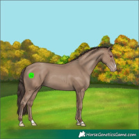 Horse Color:Classic Champagne