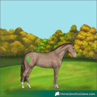 Horse Color:Classic Champagne 
