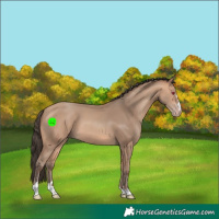 Horse Color:Amber Champagne
