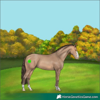 Horse Color:Amber Champagne 