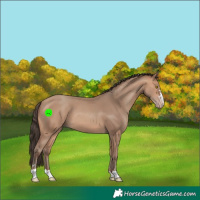 Horse Color:Amber Champagne