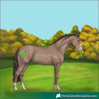 Horse Color:Classic Champagne