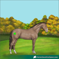 Horse Color:Classic Champagne 
