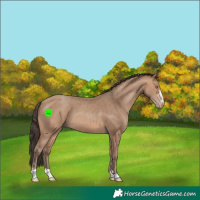 Horse Color:Sable Champagne 
