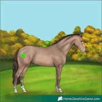 Horse Color:Amber Champagne