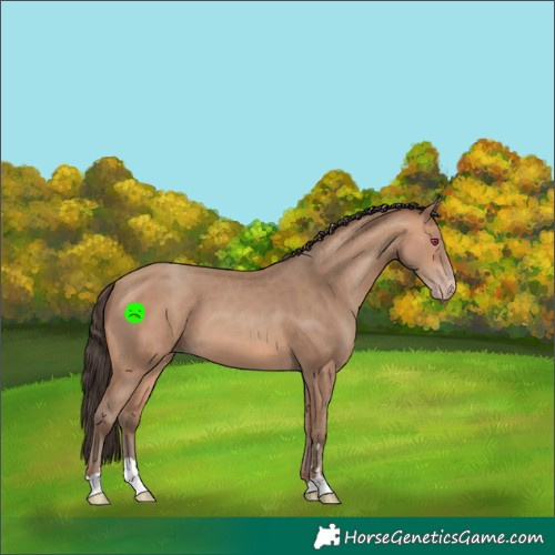 Horse Color:Amber Champagne 
