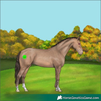 Horse Color:Amber Champagne 