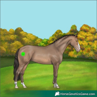 Horse Color:Sable Champagne 
