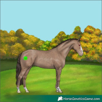 Horse Color:Classic Champagne