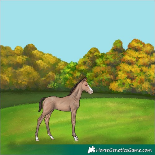 Horse Color:Amber Champagne 