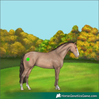 Horse Color:Amber Champagne