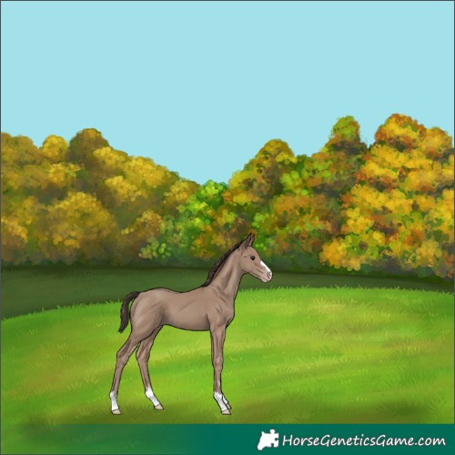 Horse Color:Classic Champagne 