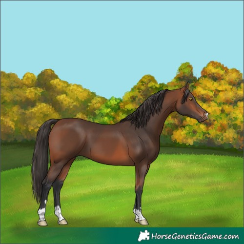 Horse Color:Bay 