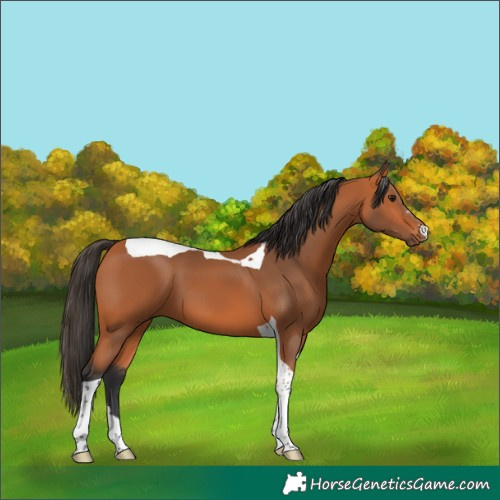 Horse Color:Bay Tobiano