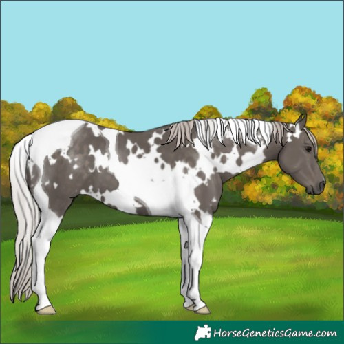 Horse Color:White Spotted Silver Black Tobiano