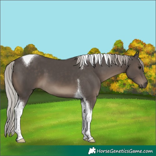 Horse Color:Silver Black Tobiano 