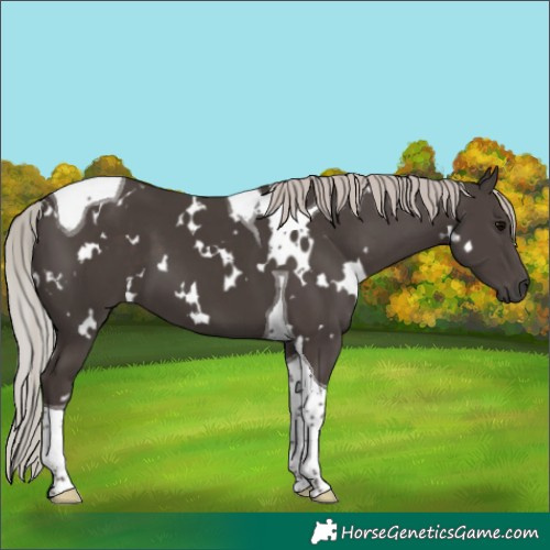 Horse Color:White Spotted Silver Black Tobiano