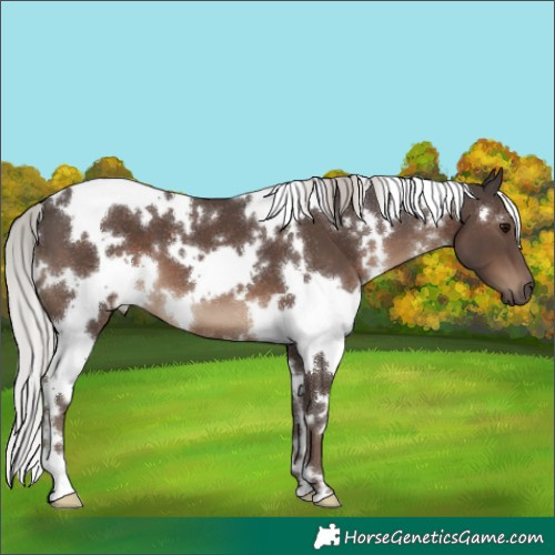 Horse Color:White Spotted Silver Black