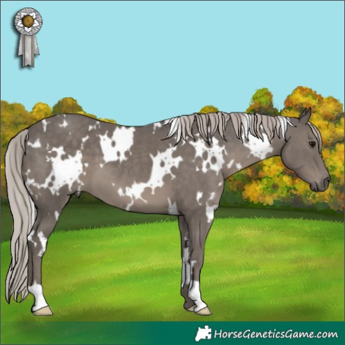 Horse Color:White Spotted Silver Black
