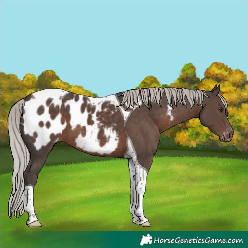 Horse Color:Silver Black Tobiano Blanket