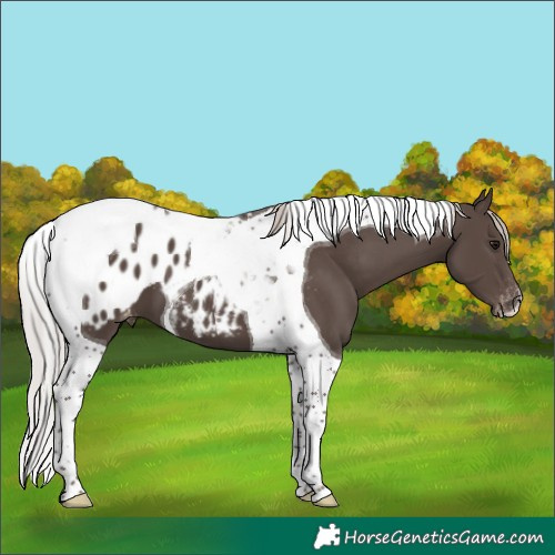 Horse Color:Silver Black Tobiano Blanket
