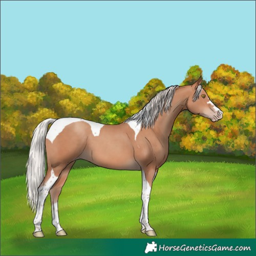 Horse Color:Silver Sable Champagne Tobiano