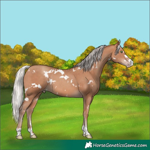 Horse Color:White Spotted Silver Sable Champagne 