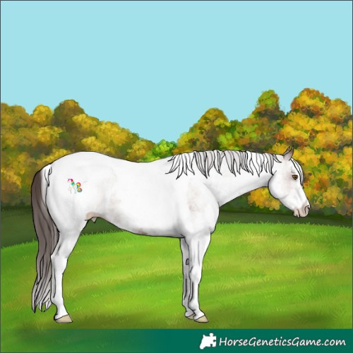 Horse Color:White Spotted Classic Champagne Tobiano Rabicano