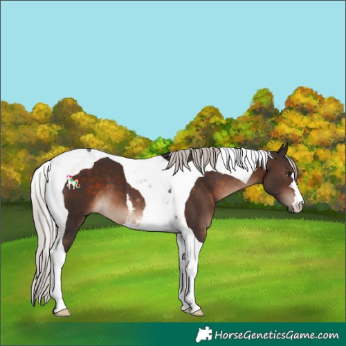 Horse Color:Silver Brown Tobiano 