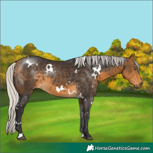 Horse Color:White Spotted Silver Buckskin 