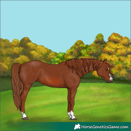 Horse Color:Unknown 