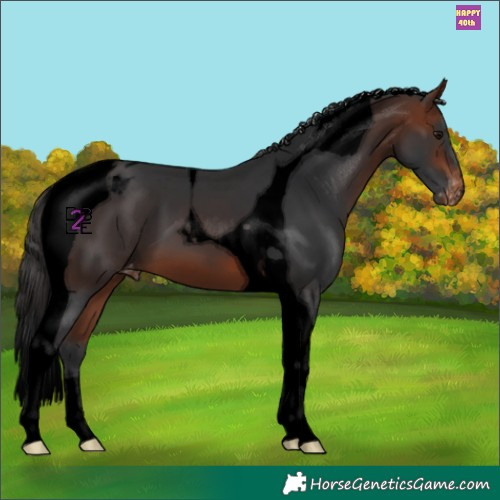 Horse Color:Void Bay Tobiano Appaloosa