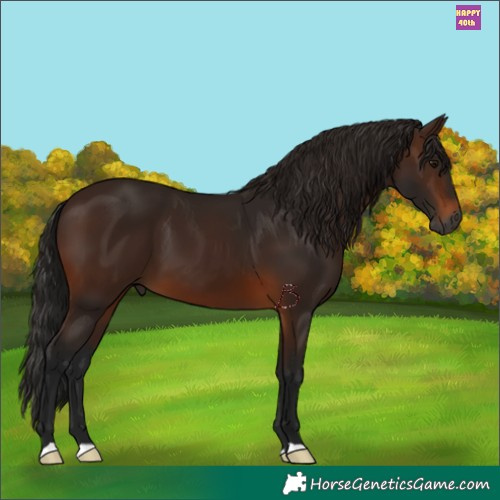 Horse Color:Gray Bay 