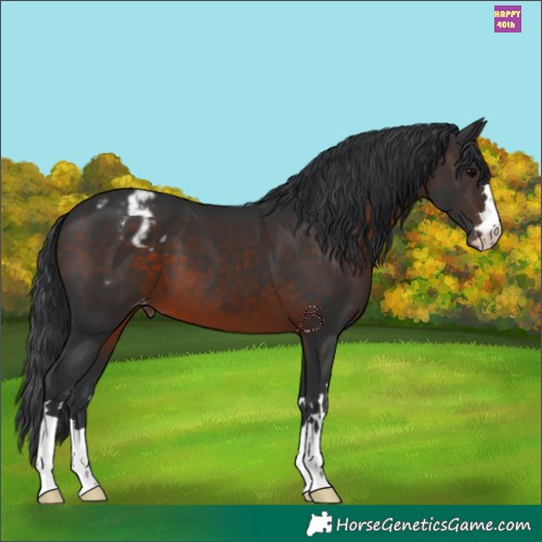 Horse Color:Brown Appaloosa 