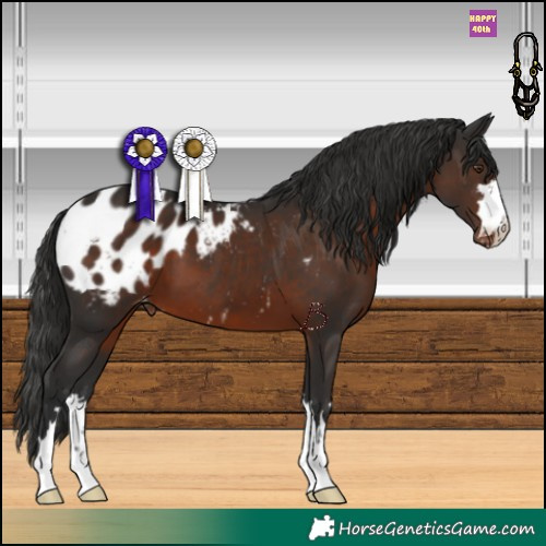 Horse Color:Liver Chestnut Appaloosa 