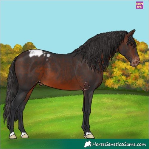 Horse Color:Brown Appaloosa 