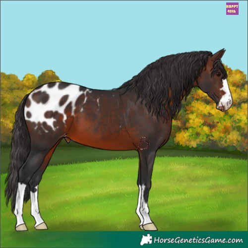 Horse Color:Brown Appaloosa 