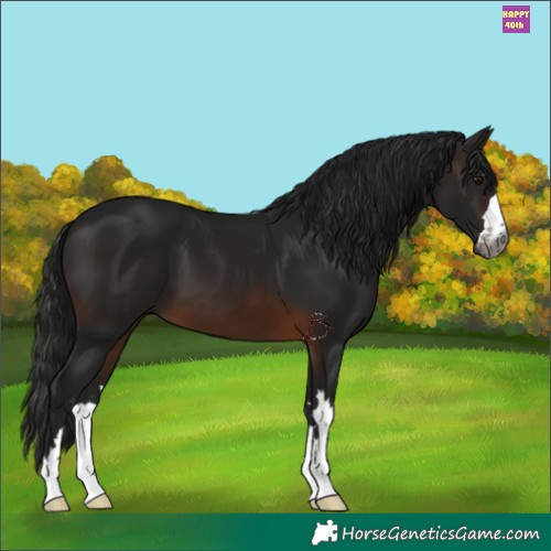 Horse Color:Gray Brown 